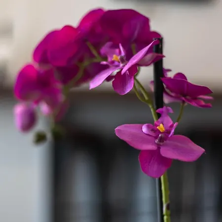 Apartment Charming Close To Bacvice And Center