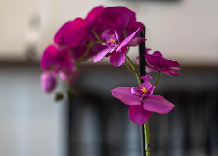 公寓 Charming Close To Bacvice And Center